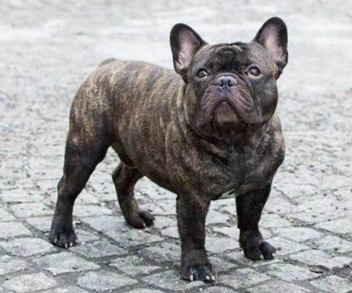 Brindle French Bulldog